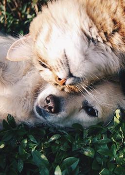 Pets